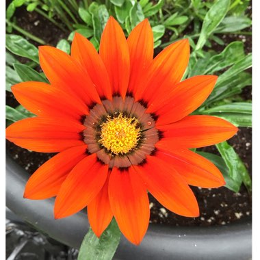 Gazania rigens 'Kiss Bronze'