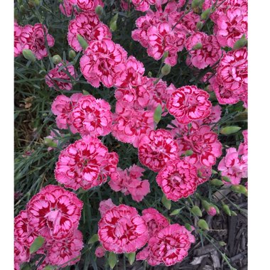 Dianthus plumarius