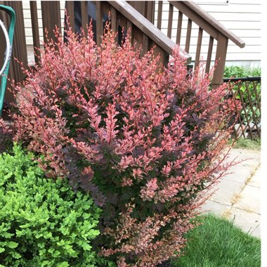 Berberis thunbergii 'Rose Glow'