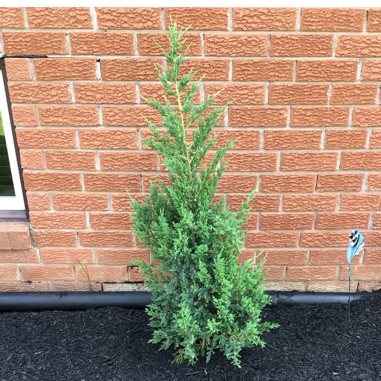 Plant image Juniperus communis 'Compressa'