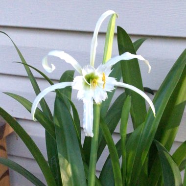 Hymenocallis festalis syn. ismene festalis