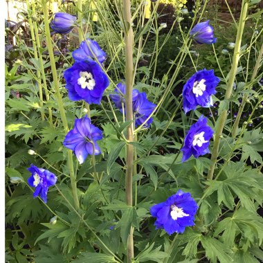 Delphinium 'Excalibur Dark Blue White Bee'