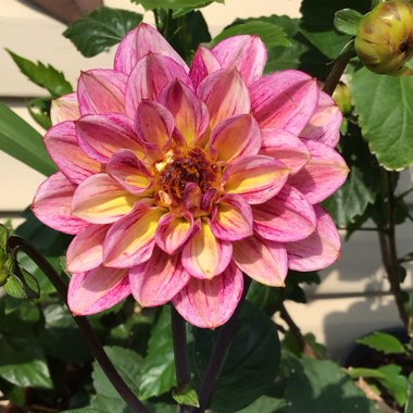 Dahlia (Border Varieties)