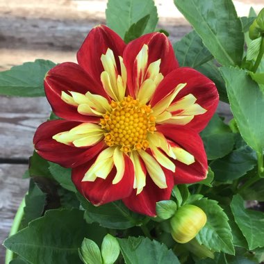 Dahlia 'Pooh - Swan Island' syn. Dahlia 'Pooh'