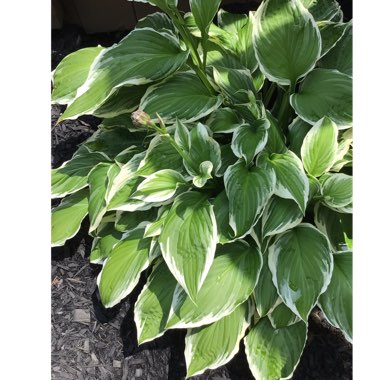 Hosta 'Aureomarginata' (ventricosa) syn. Hosta ventricosa 'Aureomarginata', Hosta 'Variegata' (ventricosa), Hosta 'Ventricosa Variegata'