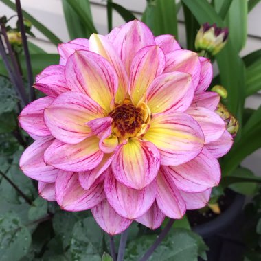 Dahlia (Border Varieties)