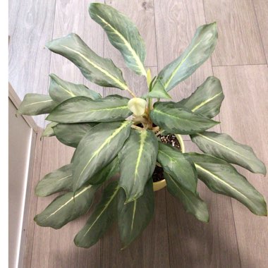 Aglaonema