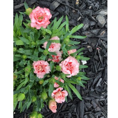 Dianthus 