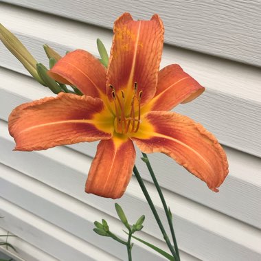 Hemerocallis fulva