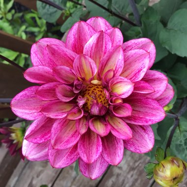 Dahlia (Border Varieties)