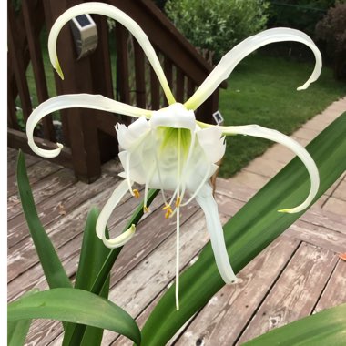 Hymenocallis festalis syn. ismene festalis