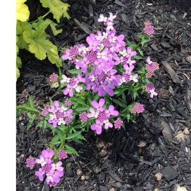 Iberis Umbellata 'Candy Cane Lilac'