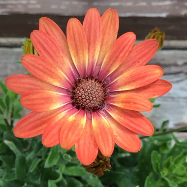 Osteospermum 'Orange Sunrise'