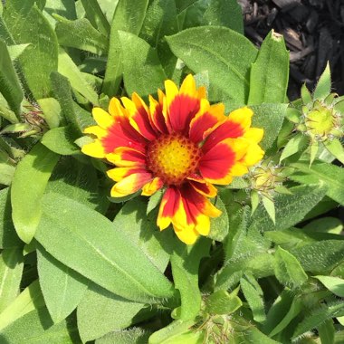 Gaillardia x grandiflora 'Arizona Sun' syn. Gaillardia 'Arizona Sun'