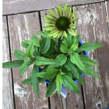 Echinacea purpurea 'Green Twister'