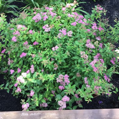 Spiraea japonica 'Anthony Waterer'