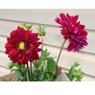 Dahlia (Border Varieties)