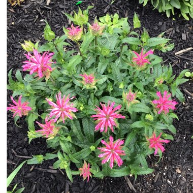 Monarda Didyma 'Balmy Pink'