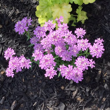 Iberis Umbellata 'Candy Cane Lilac'