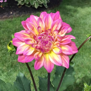 Dahlia (Border Varieties)