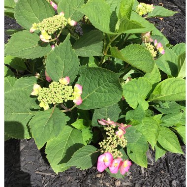 Hydrangea serrata 'Mak 20' syn. Hydrangea serrata 'Tuff Stuff', Hydrangea serrata 'Cotton Candy', Hydrangea serrata 'Flair & Flavours Cotton Candy'