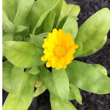 Calendula