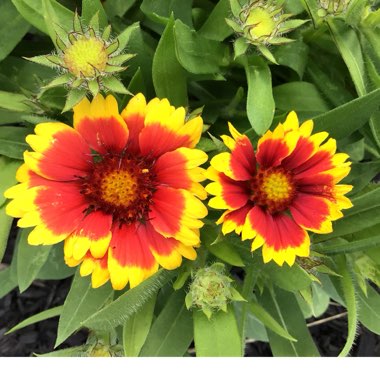 Gaillardia x grandiflora 'Arizona Sun' syn. Gaillardia 'Arizona Sun'