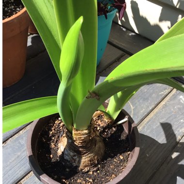 Hippeastrum (Galaxy Group) 'Apple Blossom'