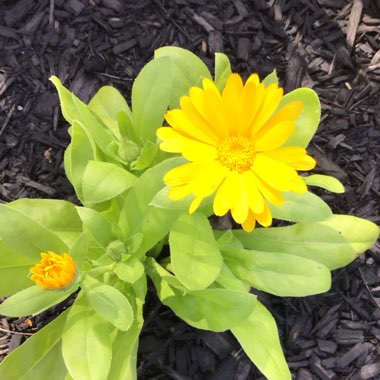 Calendula