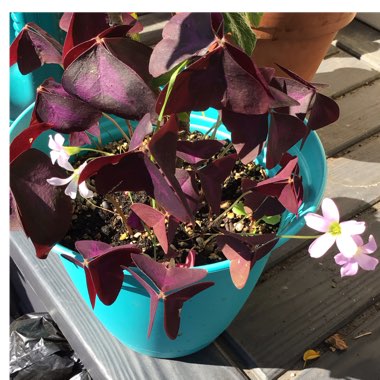 Oxalis Triangularis 'Mike'