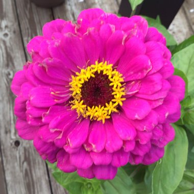 Zinnia elegans 'Purple Prince'