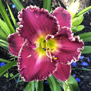 Hemerocallis