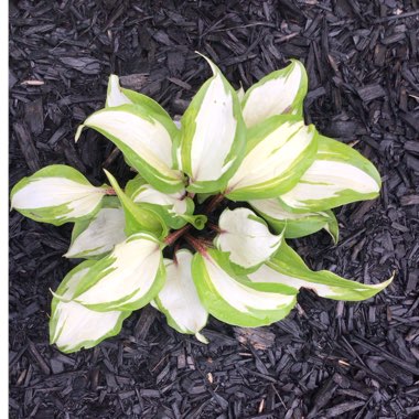 Hosta 'Raspberry Sundae'