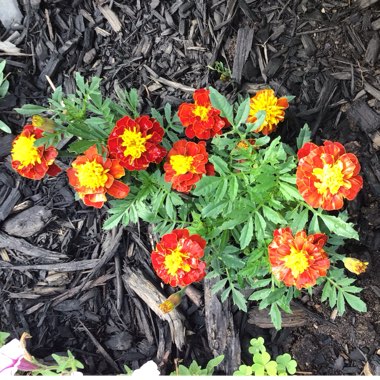 Tagetes
Patula 'Super Hero Spry'