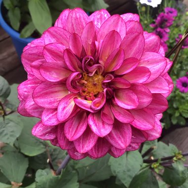 Dahlia (Border Varieties)