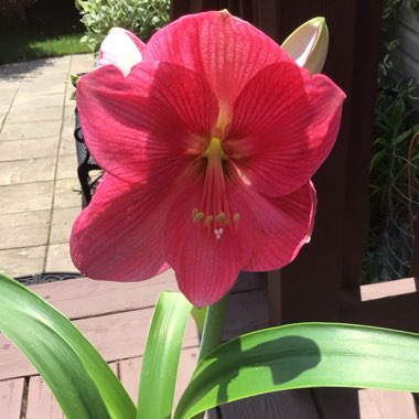 Hippeastrum (Galaxy Group) 'Apple Blossom'