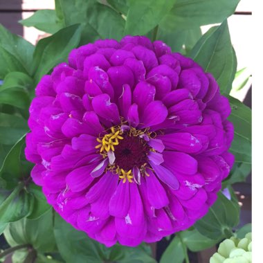 Zinnia elegans 'Purple Prince'