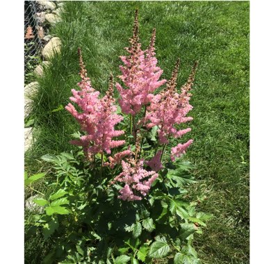 Astilbe