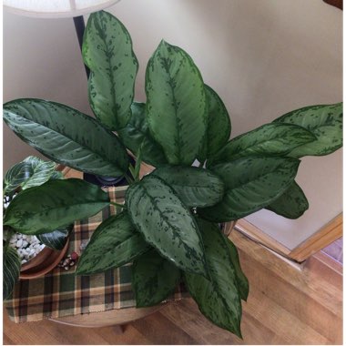 Aglaonema 'B.J. Freedman'