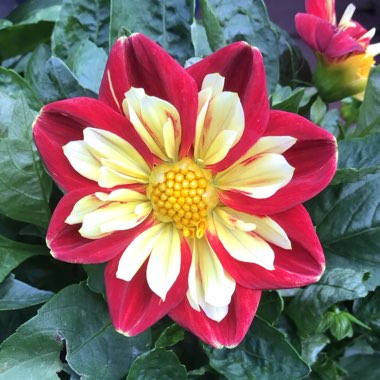 Dahlia 'Pooh - Swan Island' syn. Dahlia 'Pooh'