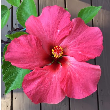 Hibiscus Rosa-Sinensis 'Hawaiian Punch'