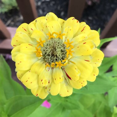 Zinnia elegans 'Candy Cane Mix'