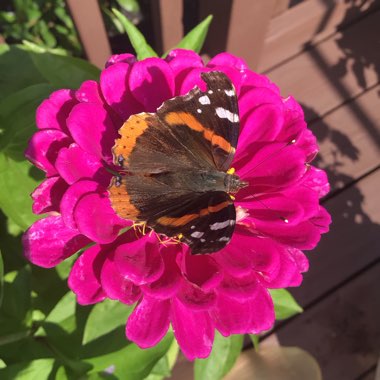 Zinnia elegans 'Purple Prince'