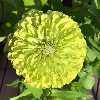 Zinnia elegans 'Envy' syn. Zinnia elegans 'Green Envy'