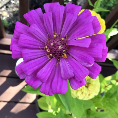 Zinnia elegans 'Purple Prince'