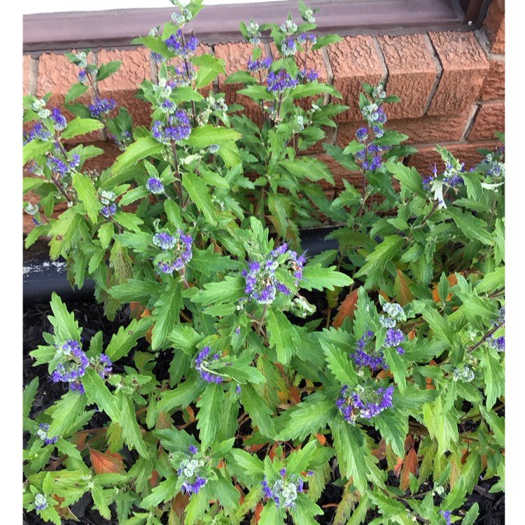 Plant image Caryopteris