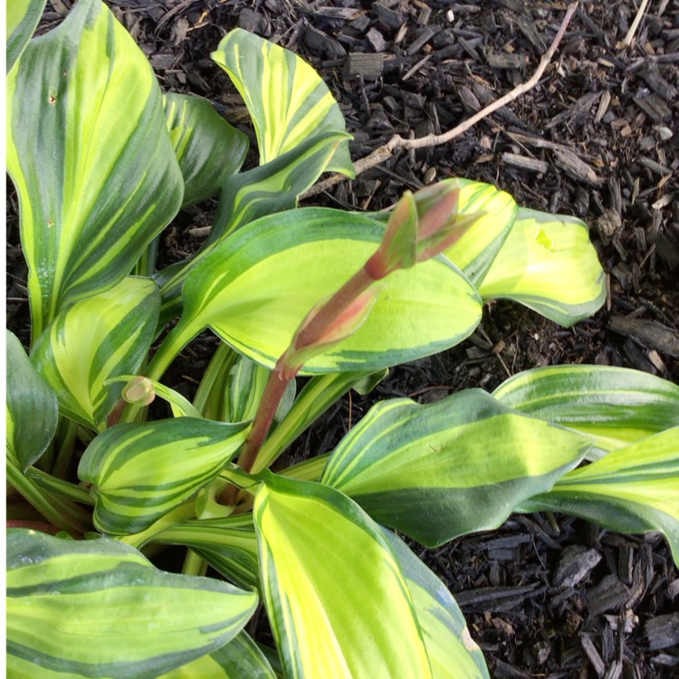 Plant image Hosta 'Rainbow's End'