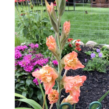 Gladiolus