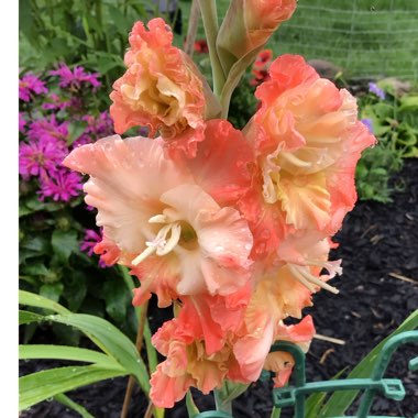 Gladiolus