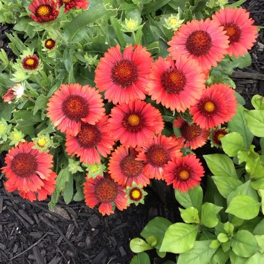 Gaillardia aristata 'Spintop Red'